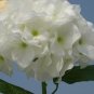 High simulation artificial silk flower Hydrangea,Wedding flowers,10pieces/lot,free shipping