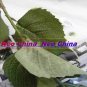 20 Pcs, Christmas,Hotel decoration,High simulation silk flower/artificial flower, hydrangea