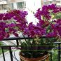 5 pcs simulation/artificial silk flower Phalaenopsis/moth orchid,Wedding/Christmas flowers
