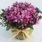 10 PCS,Christmas simulation silk flower/artificial flower,Beauty chrysanthemum including the pot