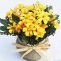 10 PCS,Christmas simulation silk flower/artificial flower,Beauty chrysanthemum including the pot