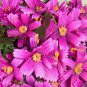 10 PCS,Christmas simulation silk flower/artificial flower,Beauty chrysanthemum including the pot