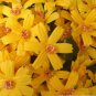 10 PCS,Christmas simulation silk flower/artificial flower,Beauty chrysanthemum including the pot