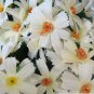 10 PCS,Christmas simulation silk flower/artificial flower,Beauty chrysanthemum including the pot