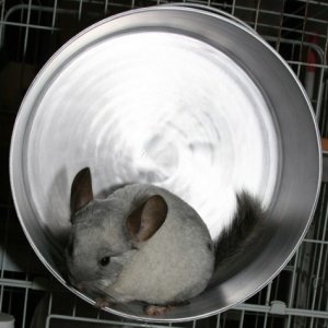 Chinchilla shop exercise wheel