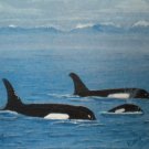 Orca Whales