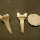 SET OF 2 TRUE BLOOD FOSSIL DRACULA VAMPIRE TEETH FANGS