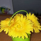 Gerbera Daisies desk bouquet