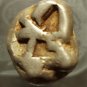 *POLY*AIGINA ATTICA ARCHAIC STATER C077