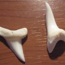 Shark Teeth
