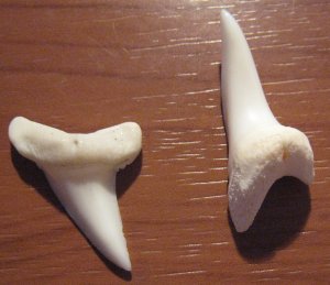 Shark Teeth