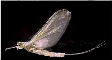 PMD Dry Fly - Twelve Fly Fishing Flies - Hook Size 18