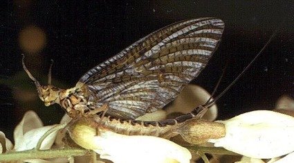 Green Drake Parachute Dry Fly Twelve Hook Size 12 Flies