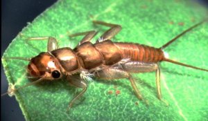 GOLDEN Double Bead STONEFLY Nymph - Twelve Size 8 Flies