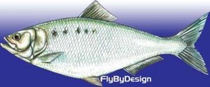 Janssen Shad Minnow  - Twelve Size 8 Fly Fishing Flies