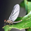 Blue Wing Olive Parachute Fly Fishing Flies- Twelve #16