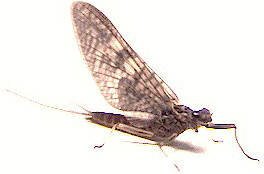 March Brown Biot Fly Fishing Flies -Twelve Hook Size 14