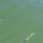 New Deadly Chartreuse Shad 3/4 ounce Hyper Striper Jig