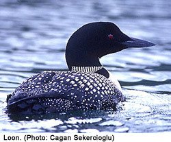 Loon Odorless Clear Hard Head Fly Finishing Cement
