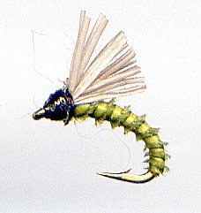 Olive Biot Serendipity Fishing Flies - Twelve Size 20