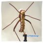 Brown Triple Decker Hopper Twelve Size 10 Fishing Flies