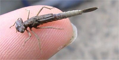 Olive Damsel Fly Nymph Twelve Size 10 Fly Fishing Flies