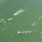 Original Deadly Hot Yellow 1-1/2 oz Hyper Striper Jig