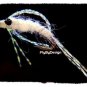 Mysis Shrimp - One Dozen Hook Size 16 Fly Fishing Flies