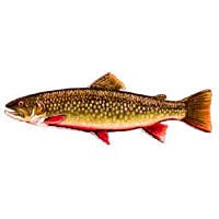 Janssen BROOK TROUT Twelve Size 8 Fly Fishing Flies