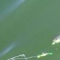 Electric Chicken 1/2 ounce Hyper Striper Fishing Jig