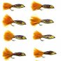 Janssen Brown Trout - Twelve Size 4 Fly Fishing Flies