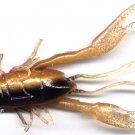 Storm Soft Holographic 4" Brown Crawdad Rattle Tube