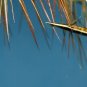 Yellow Elk Hair Caddis Dry Fly Fishing Flies - Choice of Hook Size