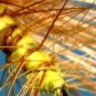 Yellow Elk Hair Caddis Dry Fly Fishing Flies - Choice of Hook Size
