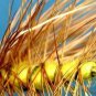 Yellow Elk Hair Caddis Dry Fly Fishing Flies - Choice of Hook Size