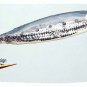 Janssen Shad Fly Fishing Flies - Twelve Flies - Choose Hook Size From List