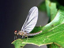 Blue Wing Olive Parachute Dry Fly Fishing Flies - FREE Shipping & Choice of Size