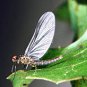 Blue Wing Olive Parachute Dry Fly Fishing Flies - FREE Shipping & Choice of Size