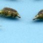 Bead Thorax BWO Nymph Fly Fishing Flies - FREE Shipping Worldwide Choice of Size