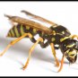 Six Realistic NEW Yellow Jacket Bee Fly Fishing Flies