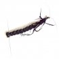 Realistic Stonefly Fly Fishing Flies - Six Premium Flies in Choice of Hook Size