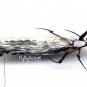 Realistic Stonefly Fly Fishing Flies - Six Premium Flies in Choice of Hook Size