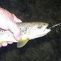 NEW Gold & Silver Precision Big Fish Pike & Muskie Monster Bow Spinner 11" Lure