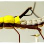 Brown Hopper Fly Fishing Flies - FREE Shipping Worldwide & Choice of Size