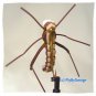 Brown Hopper Fly Fishing Flies - FREE Shipping Worldwide & Choice of Size