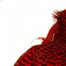 Keough #1 RED Griizzly Hackle Feathers