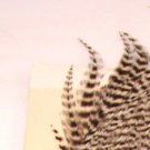 NEW Metz #1 Premium Natural Grey Grizzly Hackle Feathers