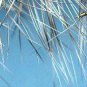 Woolly Worm - Twelve Fly Fishing Flies - Your Choice Hook Size & Fly Color