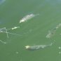 Lively Grub Style 4" & 6" Hyper Striper Jig Tails in Choice of Colors & Sizes