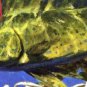 Scientific Anglers Mastery Wet Tip Clear Saltwater WF 8 F/S Stealth Tip Fly Line
